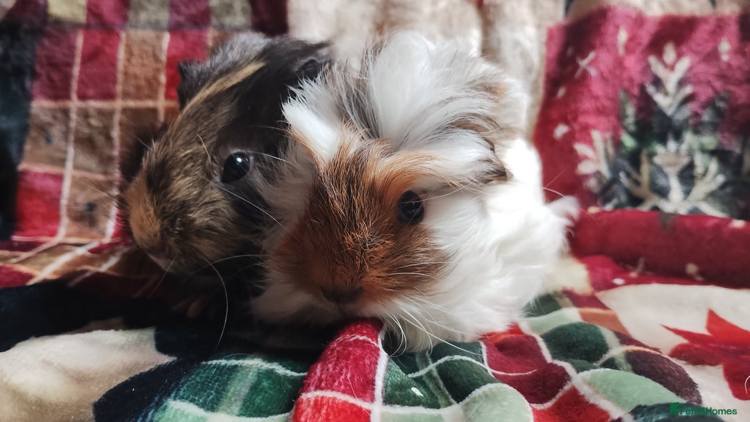 Guinea Pig rodents for sale: Very cute pair of boy guinea pigs ready now  - Advert 5