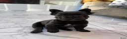 French Bulldog dogs for sale: Fluffy french bulldog puppy new shade  - Advert 14