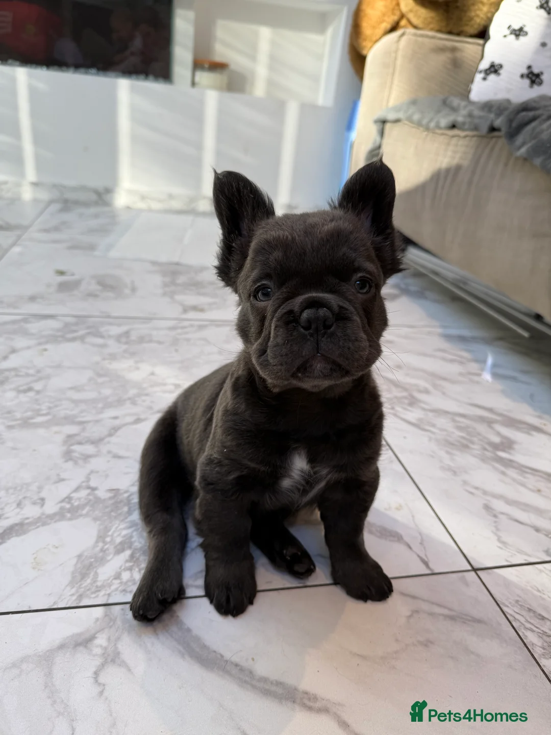 French Bulldog dogs for sale: Fluffy french bulldog puppy new shade  - Advert 14