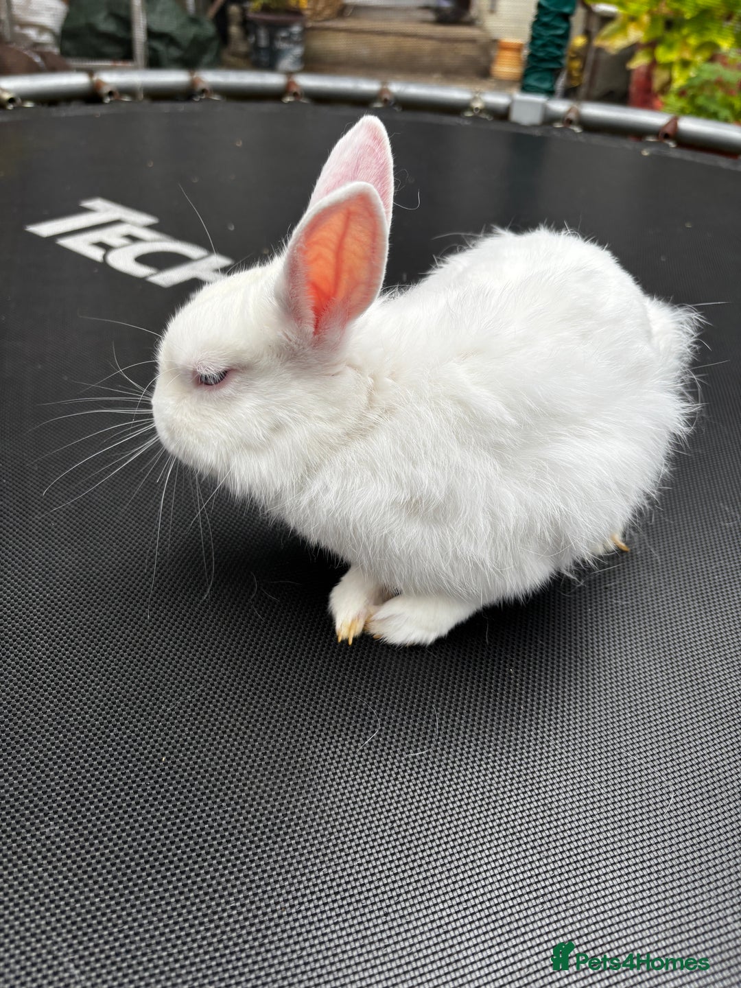Netherland Dwarf rabbits for sale: Female and male rabbits - Image 14
