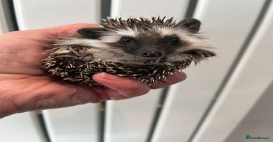 Pygmy Hedgehog rodents Stunning black assorted masked 8wk babies ready !  - Advert 4
