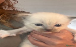 Ragdoll cats for sale: Beautiful pedigree blue point seal point Ragdolls - Image 5