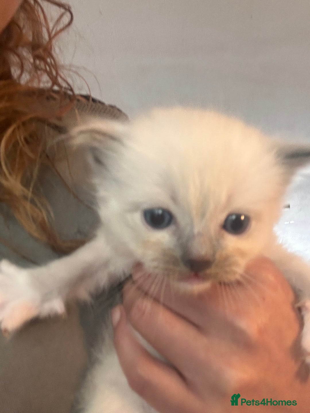 Ragdoll cats for sale: Beautiful pedigree blue point seal point Ragdolls - Image 5