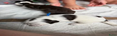 Cocker Spaniel 1