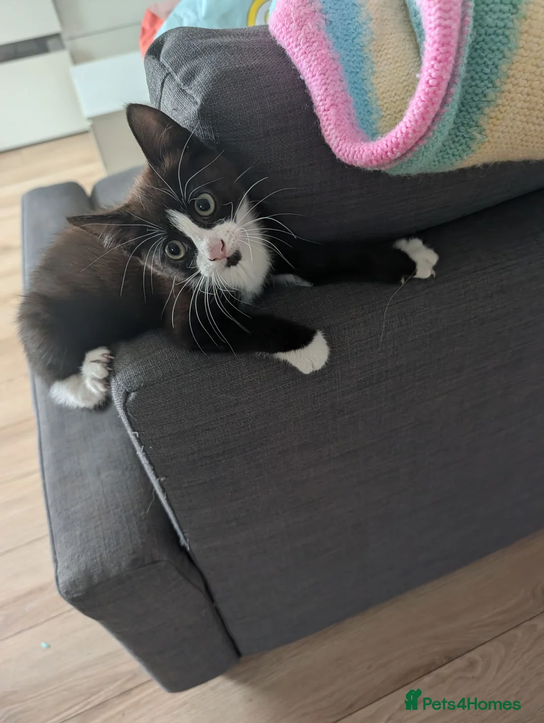 Maine Coon cats for sale: Maine coon cross kittens  - Advert 2