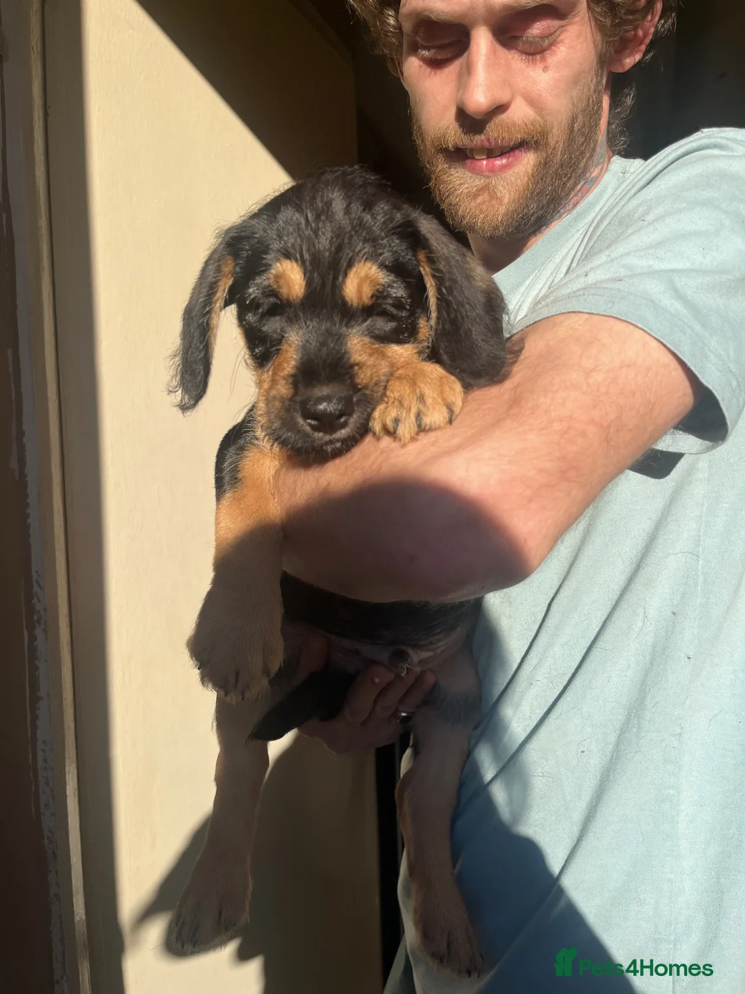 Mixed Breed dogs for sale: BEAUTIFUL COCKAPOO X STAFF PUPPYS 💙🩵 - Advert 16