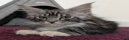 Maine Coon cats for sale: 🏆 Champion Sired Maine Coon Kittens – TICA - Advert 21