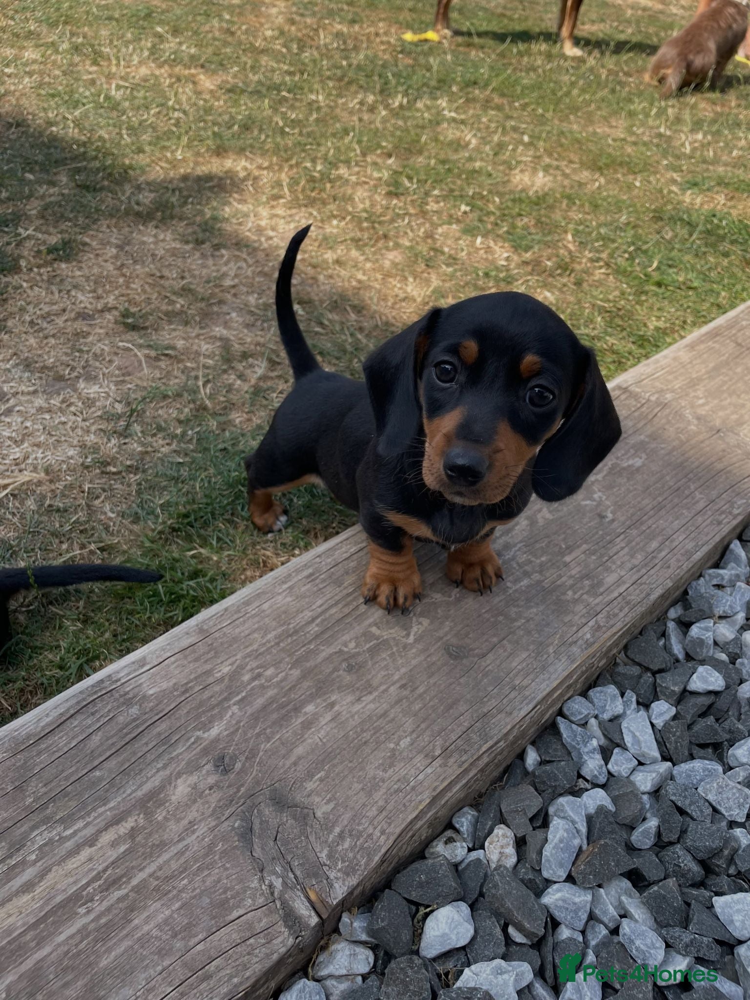 Miniature Dachshund dogs Ready to leave!! - Miniature Dachshund Puppies  - Advert 2