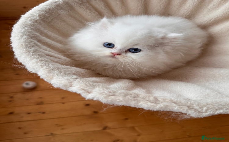 British Longhair cats - Advert 4