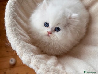 British Longhair cats Adorable Pure White Blue-Eyed British Kittens - Advert 6