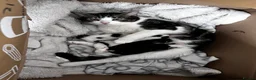 Mixed Breed cats for sale: 4 kittens to sale in Aylesbury - Advert 6