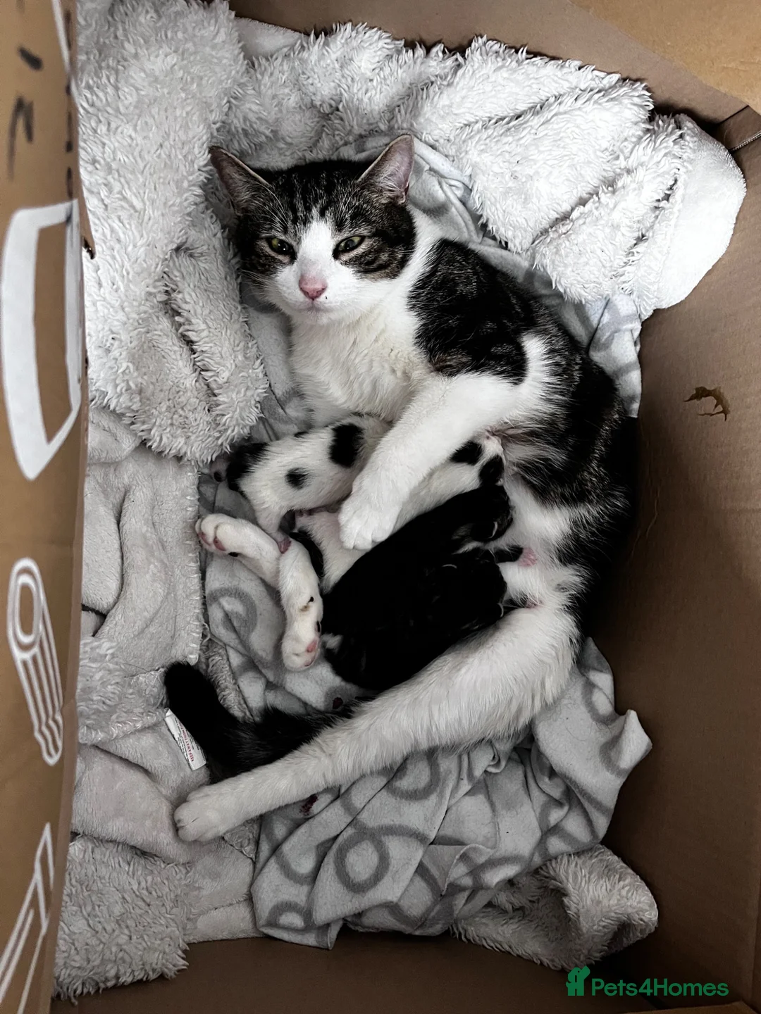 Mixed Breed cats for sale: 4 kittens to sale in Aylesbury - Advert 6
