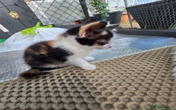 Mixed Breed cats for sale: Premium mixed breed kittens - Image 23