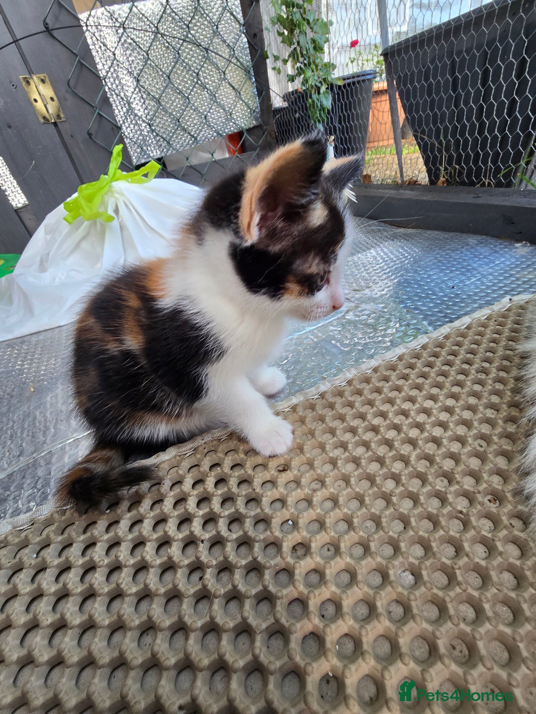 Mixed Breed cats for sale: Premium mixed breed kittens - Image 23