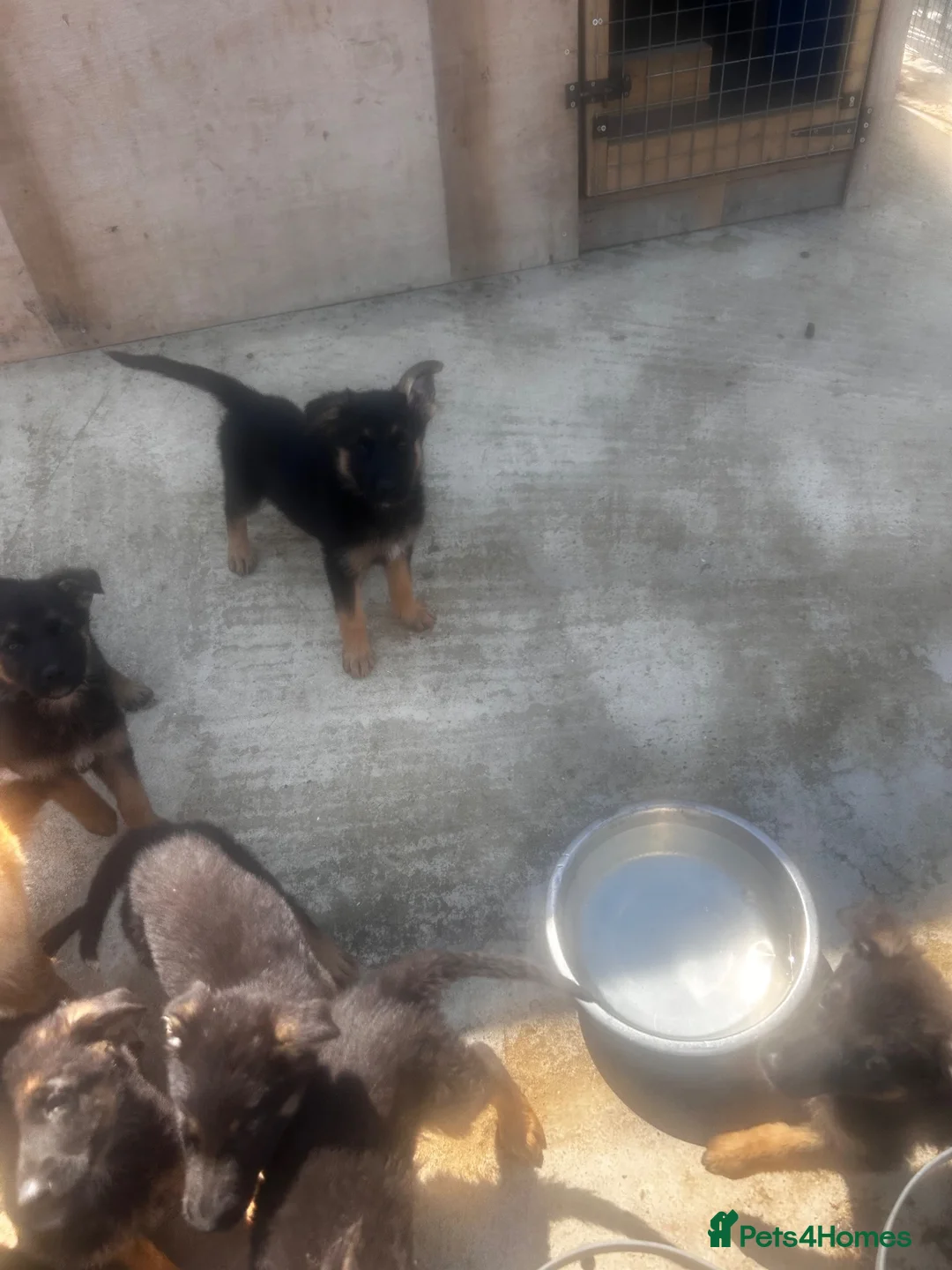 German Shepherd dogs for sale: German Shepard puppies  in Upminster - Advert 2