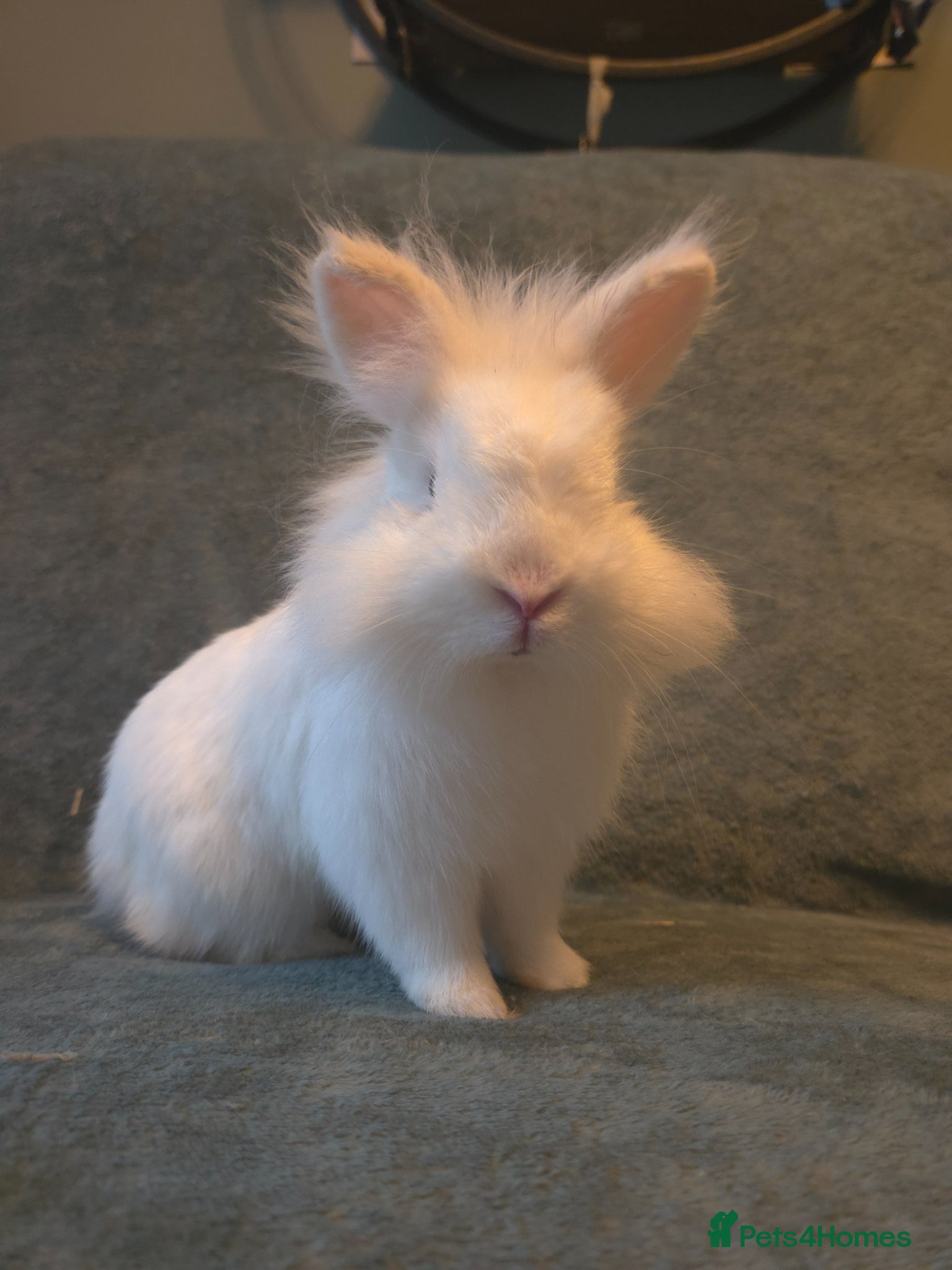Lionhead rabbits Pure white Blue Eyed boy 12 weeks - Advert 1