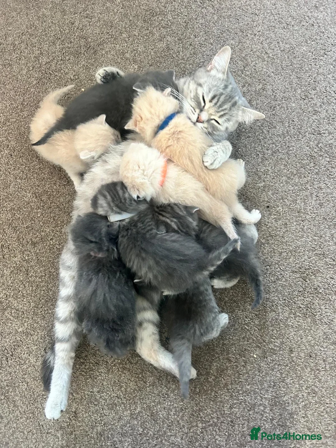 Scottish Fold cats for sale: Scottish fold kittens-Both parents TICA registered - Advert 1