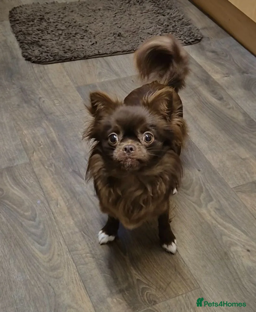 Chihuahua dogs for sale: KC female in Edinburgh - Advert 2