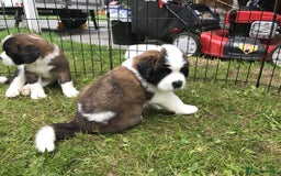 Saint Bernard dogs for sale: “Meet my adorable puppies - Ready for New Homes! ” - Image 8