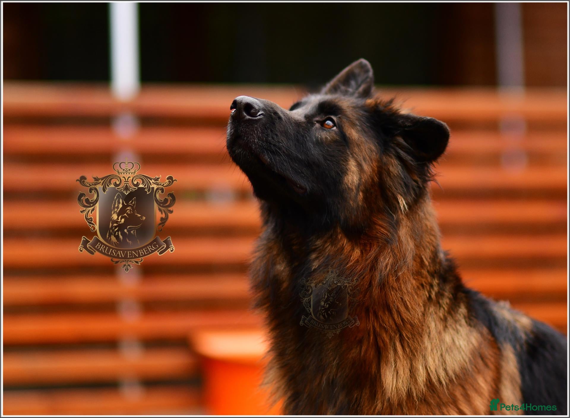 German Shepherd dogs Very Special Longhaired German Shepherd Girl - Advert 1