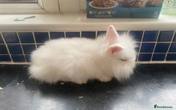 Lionhead rabbits for sale: Gorgeous baby lion heads - Advert 4