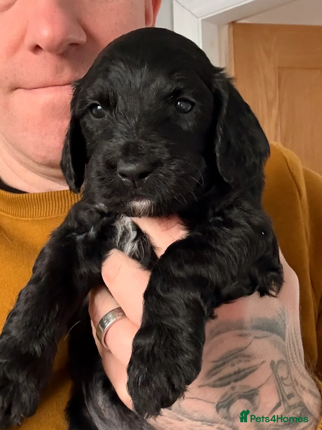 Mixed Breed dogs for sale: Cockapoo x English Springer Spaniel  in Holmfirth - Advert 26