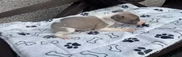 Whippet dogs for sale: Whippet  - Advert 6