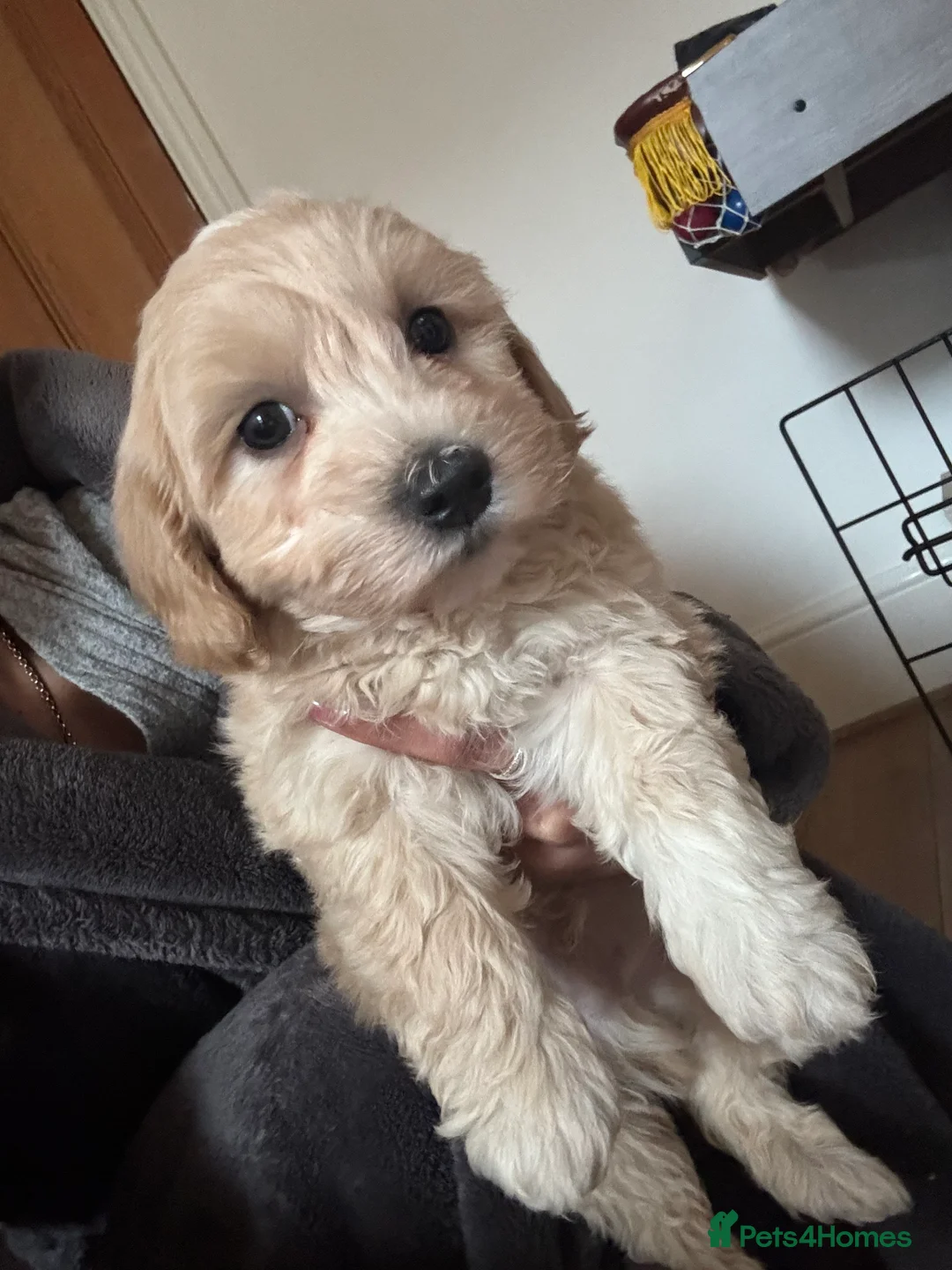 Mixed Breed dogs for sale: 4 beautiful cavapoochon puppies ready  - Advert 4