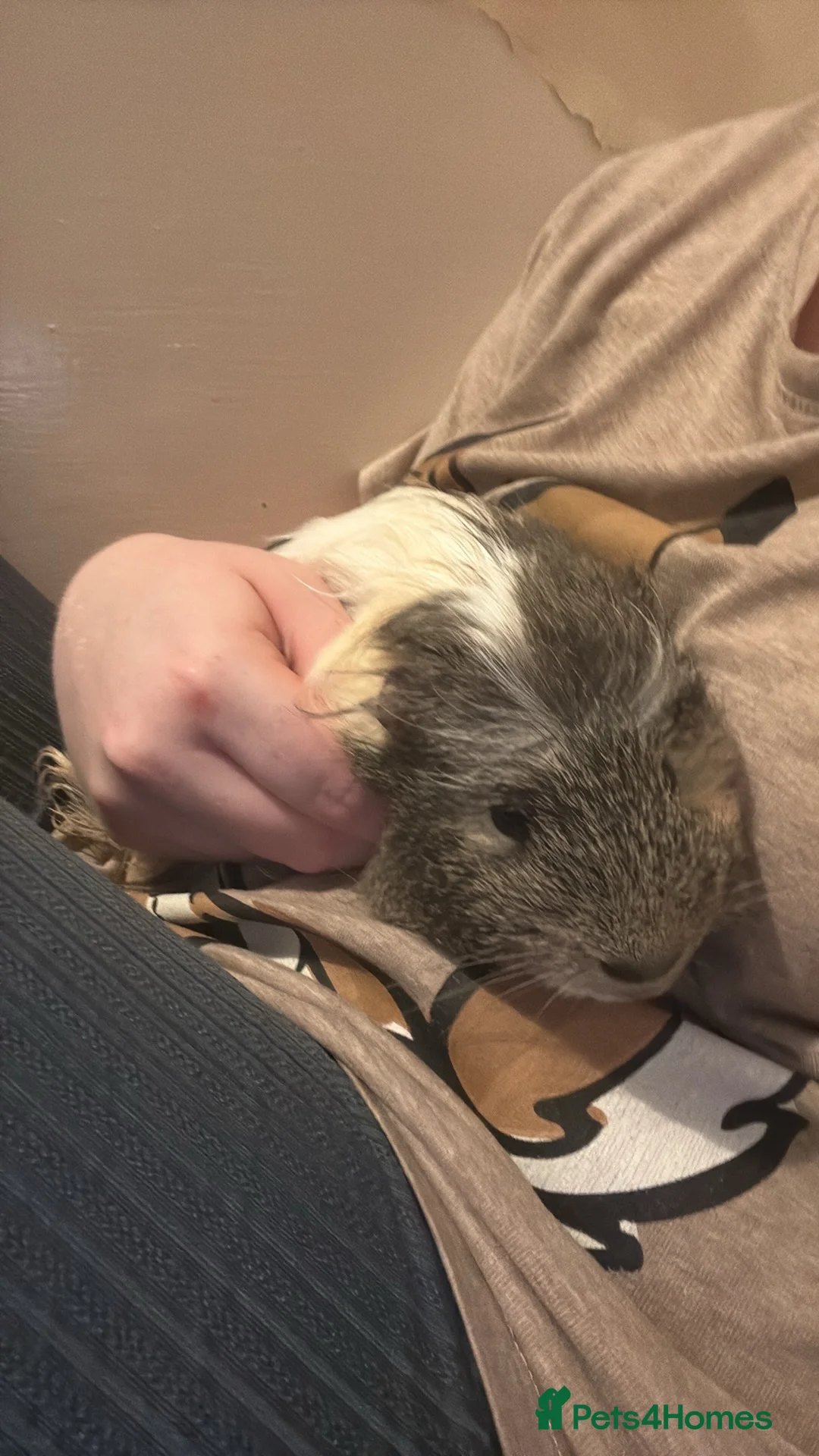 Guinea Pig rodents for sale: 2 male guinea pigs  - Advert 1