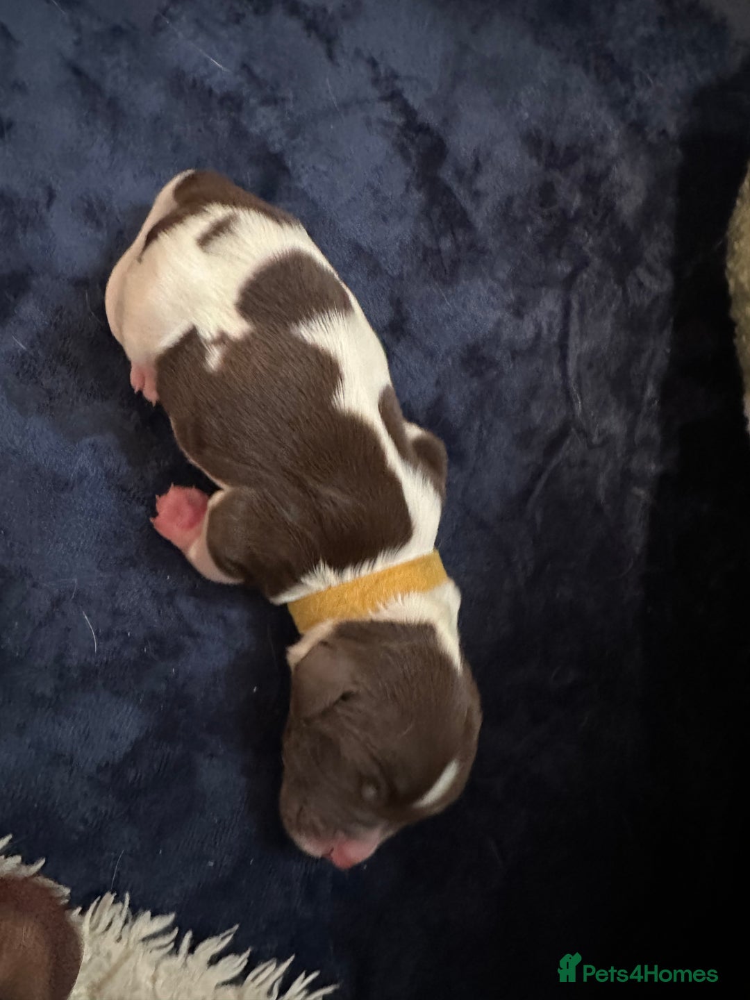 English Springer Spaniel dogs for sale: KC registered Springer Spainel  - Advert 15