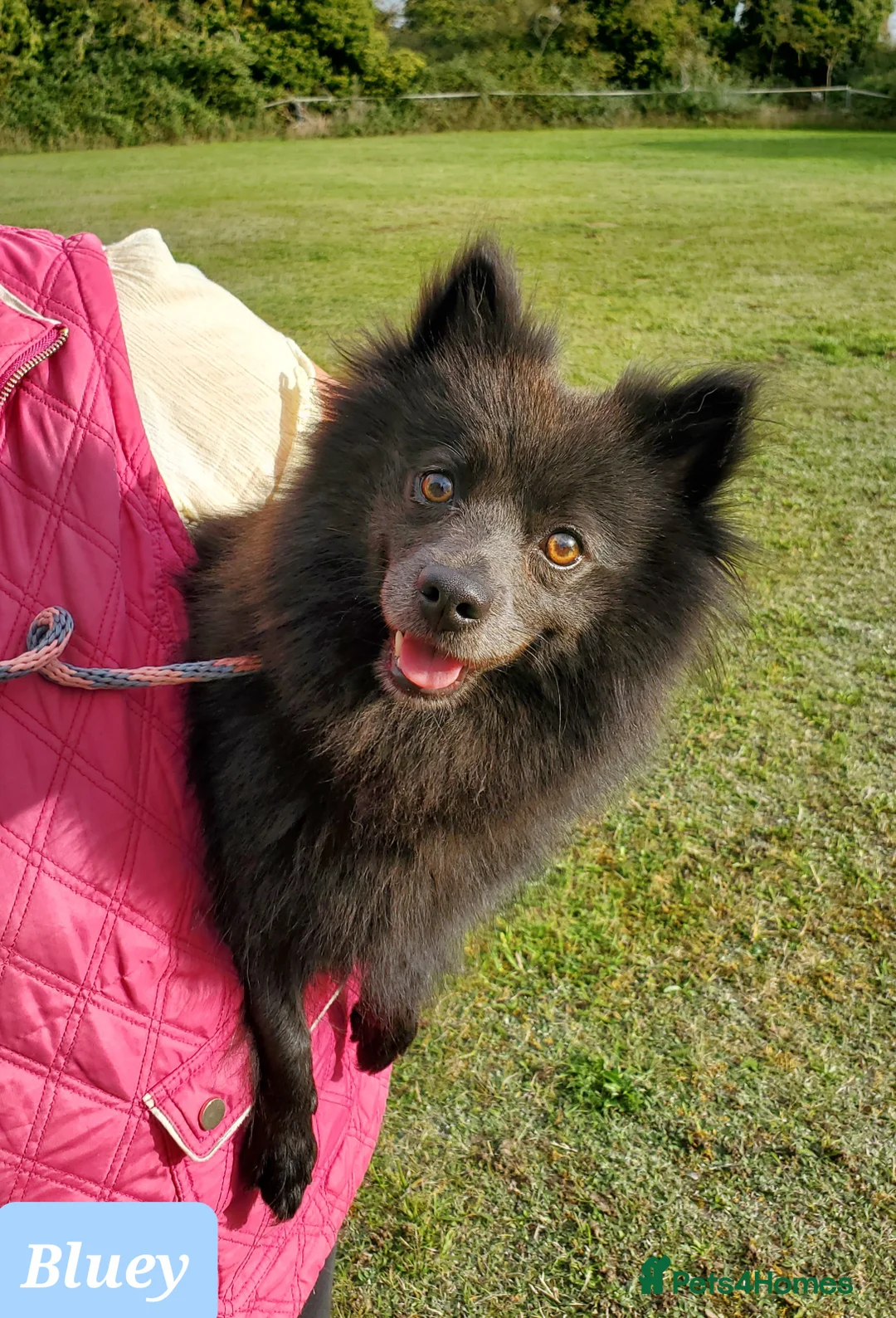 German Spitz dogs for sale: Beautiful Bluey Looking for Loving Home - Advert 1