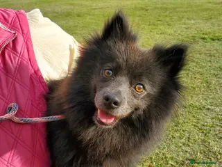 German Spitz dogs Beautiful Bluey Looking for Loving Home - Advert 1
