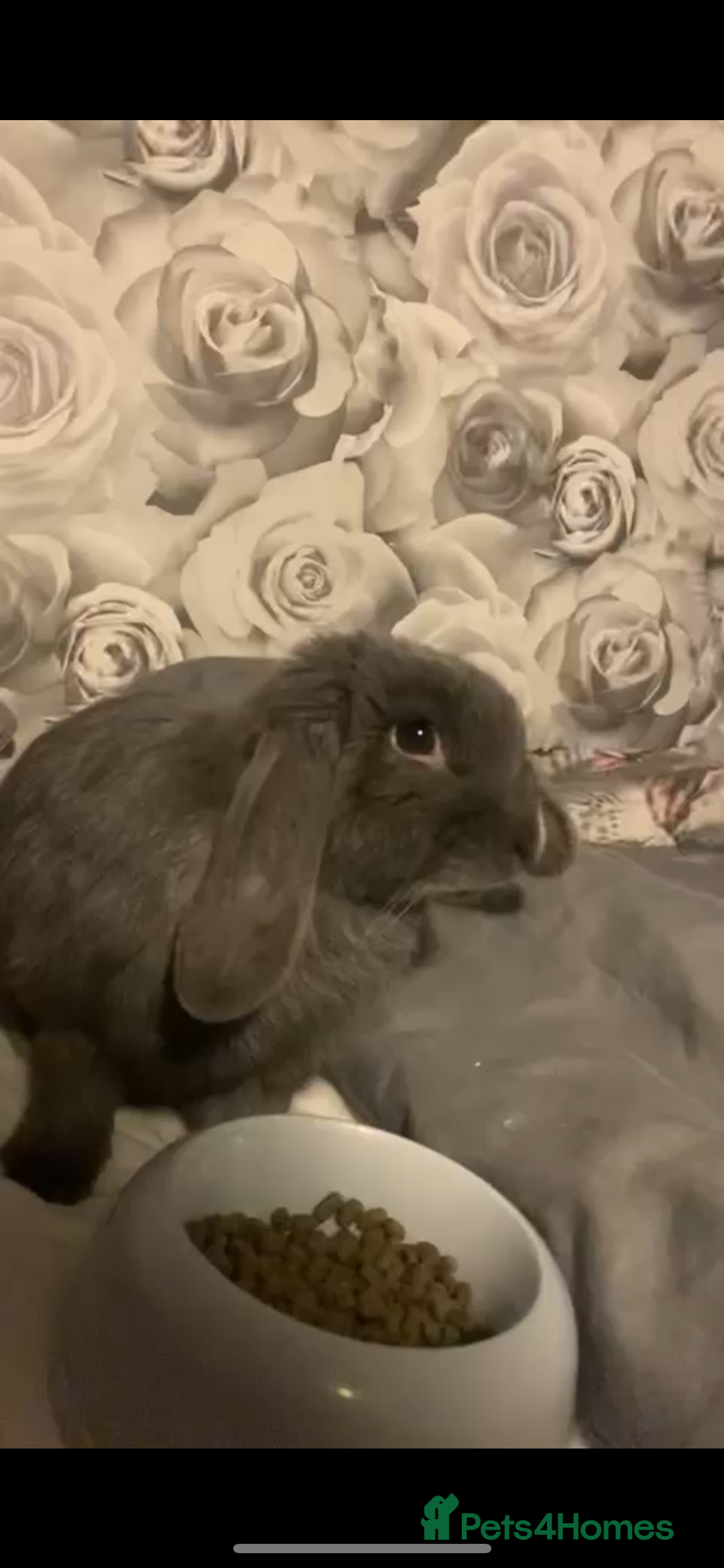 English Lop rabbits for sale: Lilac Rabbit (Free to good home) - Image 1