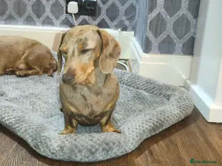 Miniature Dachshund dogs Looking for a loving home - Advert 2