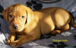 Labrador Retriever dogs for sale: Fox red labrador pups ready now - Image 21