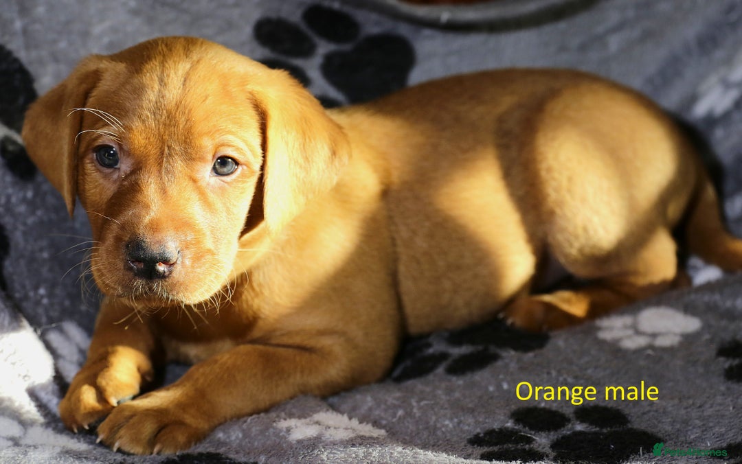 Labrador Retriever dogs for sale: Fox red labrador pups ready now - Image 21