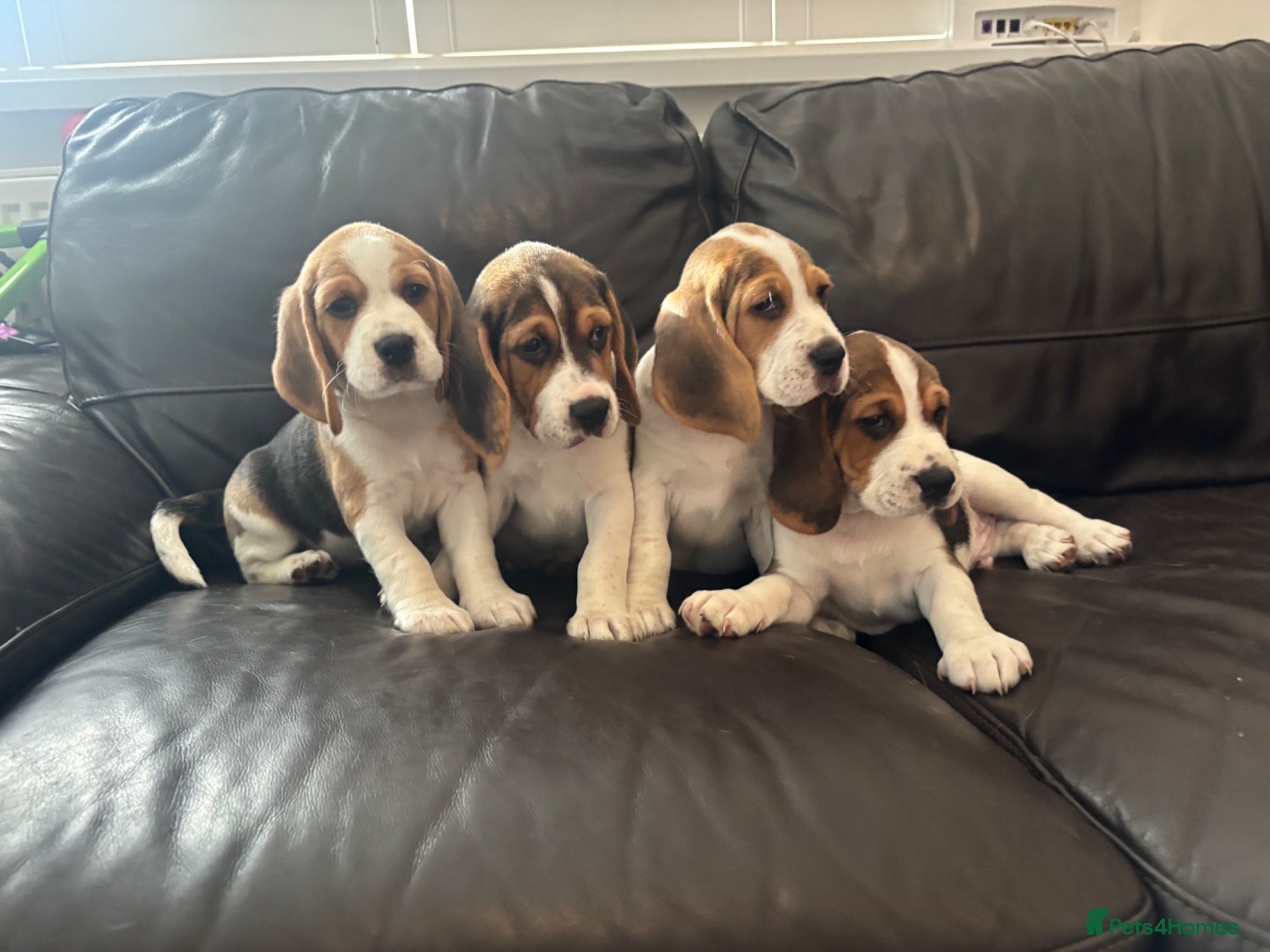Beagle dogs Stunning Beagle puppies  - Advert 1