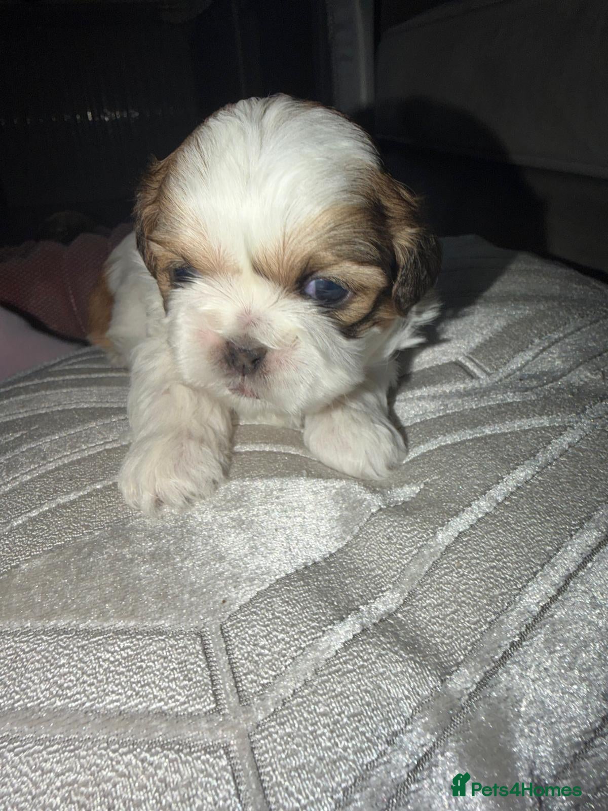 Shih Tzu dogs Gorgeous Shih Tzu's  - Advert 18