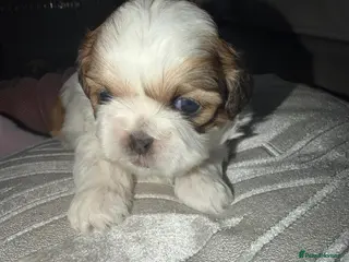 Shih Tzu dogs Gorgeous Shih Tzu's - Advert 18