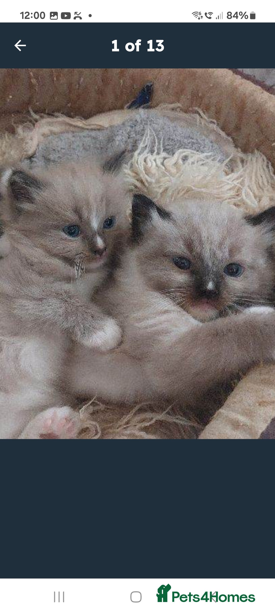 Ragdoll cats RAGDOLL ❤️  STOPPERS - Advert 1