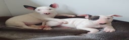 English Bull Terrier dogs for stud: Bull terrier at stud  fully health tested  - Advert 18