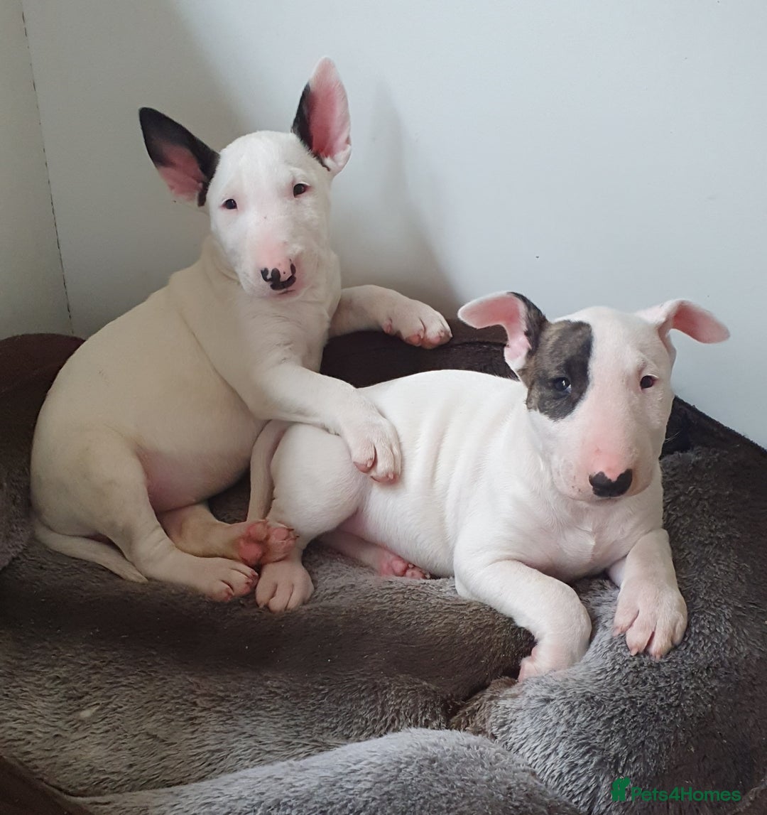 English Bull Terrier dogs for stud: Bull terrier at stud  fully health tested  - Image 15