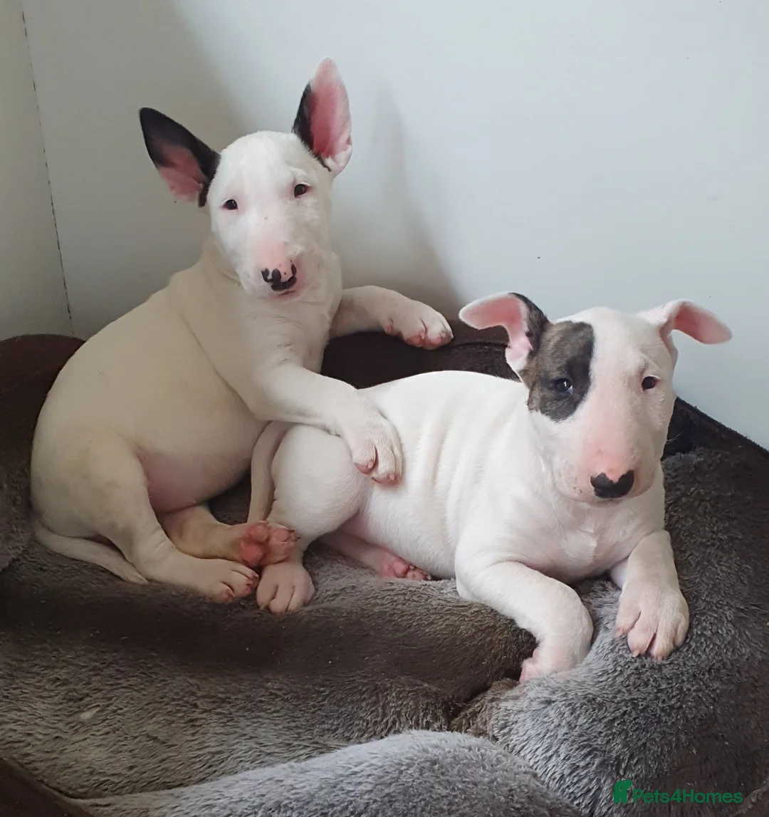 English Bull Terrier dogs for stud: Bull terrier at stud  fully health tested  - Advert 12