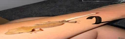 Gecko reptiles for sale: 12 x Crested Gecko babies - Advert 3