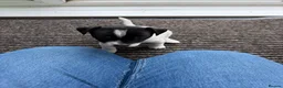 Jack Russell dogs for sale: Jack Russell  - Advert 4