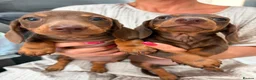 Miniature Dachshund dogs for sale: True miniature dachshund puppies  in Ingatestone - Advert 13