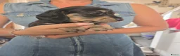 Miniature Dachshund dogs for sale: Miniature Dachshunds - Advert 20