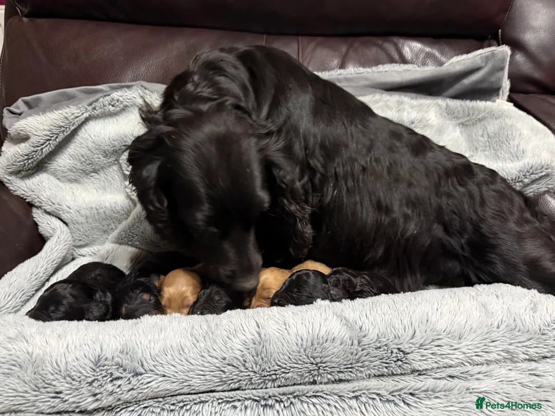 Cockapoo dogs for sale: Toy Cockapoos- KC & health tested parents  - Advert 11