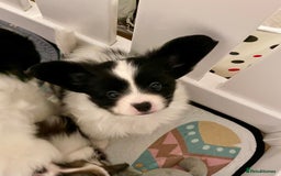 Papillon dogs for sale: Beautiful KC registered papillon puppies for sale - Image 23