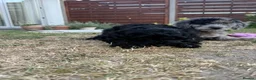 Cockapoo dogs for sale: *LAST 3 LEFT READY TO LEAVE*F1B Cockapoos🐶 - Advert 36
